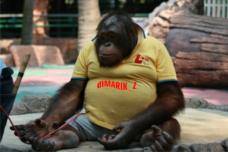 Смешные обезьяны одетые