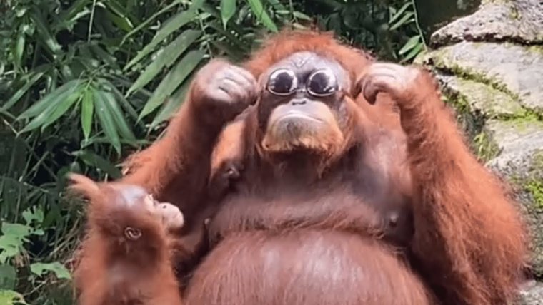 Орангутан в очках от солнца