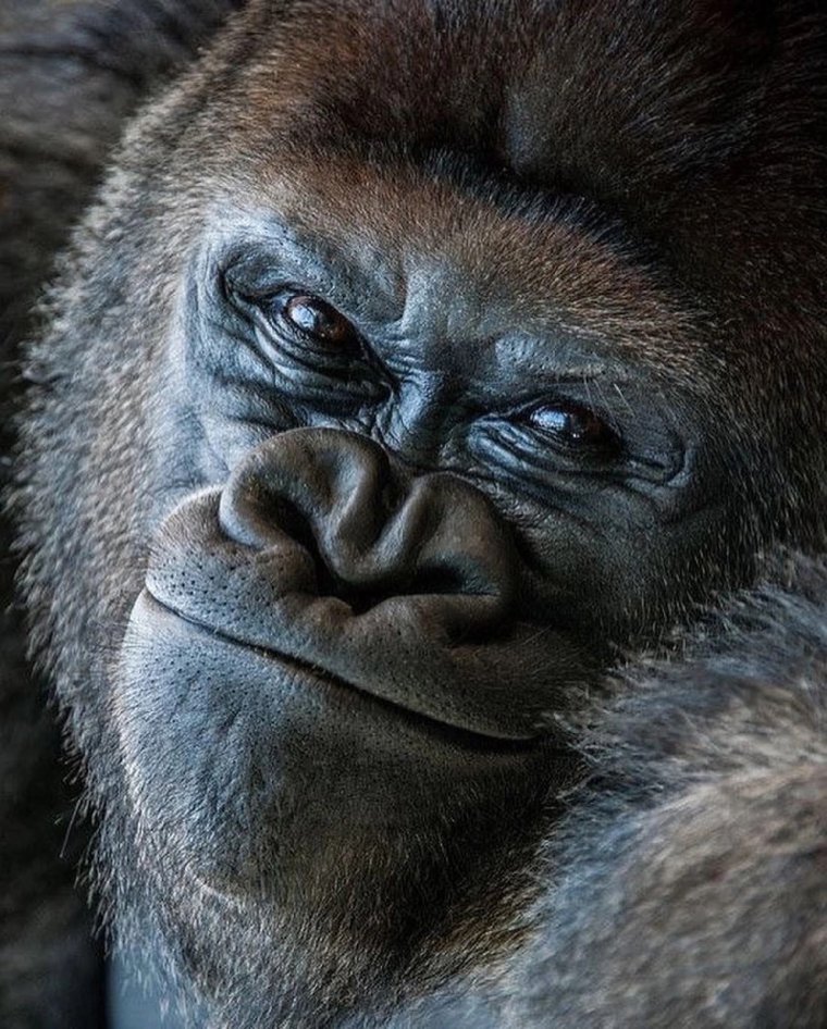 Злая обезьяна