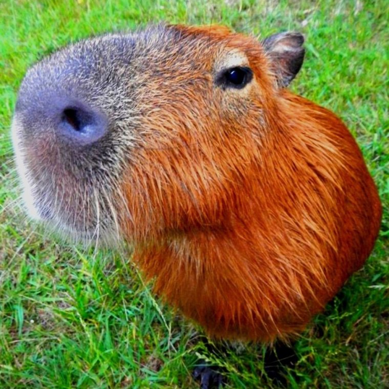 Капибара лапы