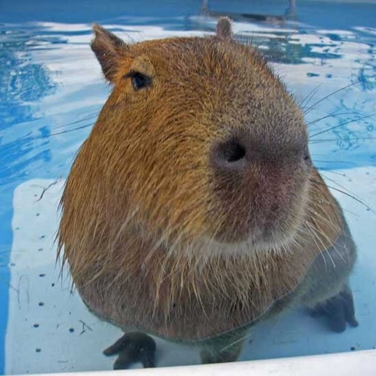 Водяная Свинка капибара