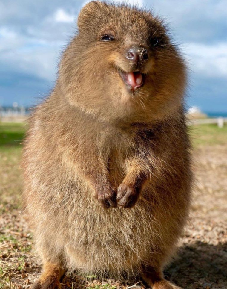 Вомбат Квокка капибара