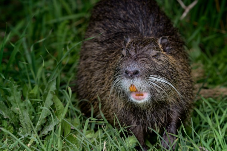Ондатра и бобер