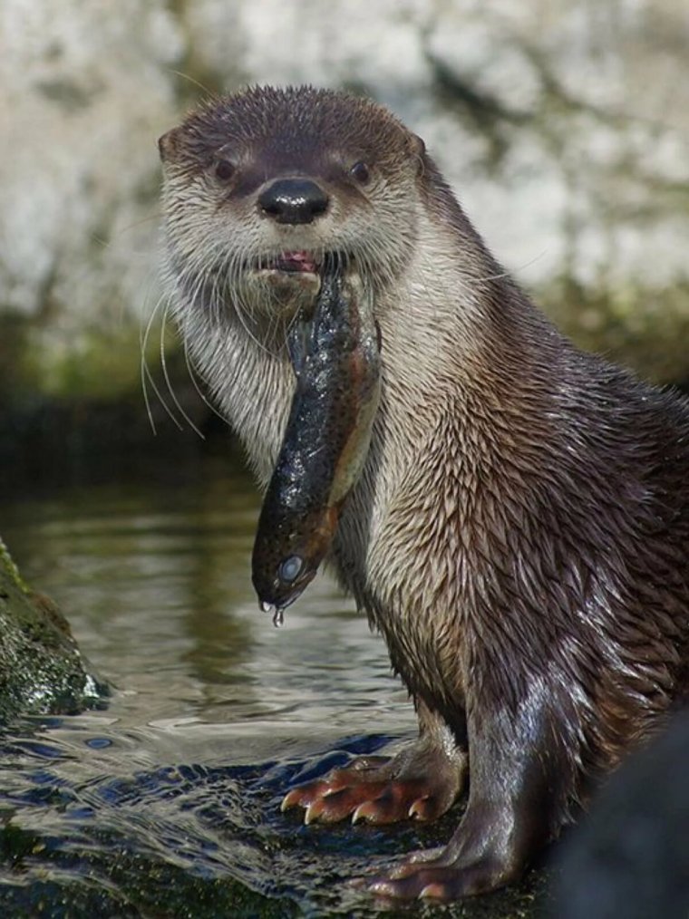 Выдра Речная