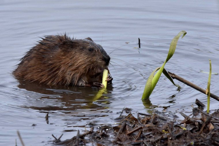 Ондатра в Москве