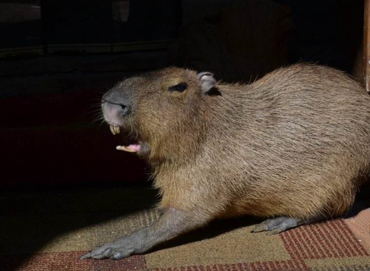 Мертвая капибара