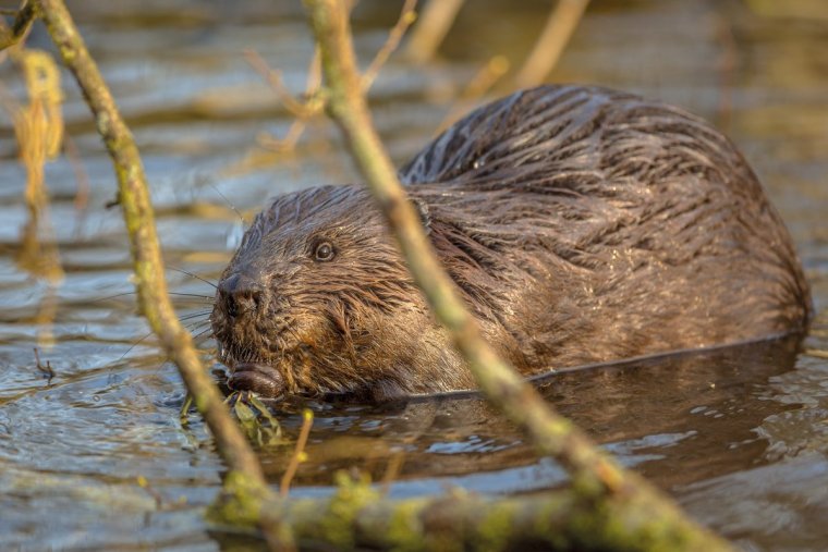 Приспособление бобра