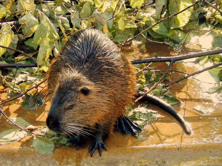 Дивотноепохожее на бобра