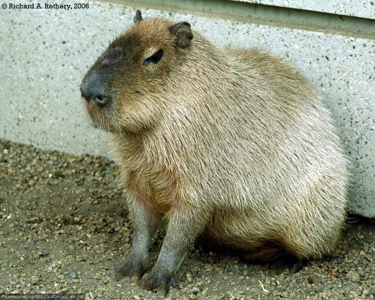 Размножение капибар