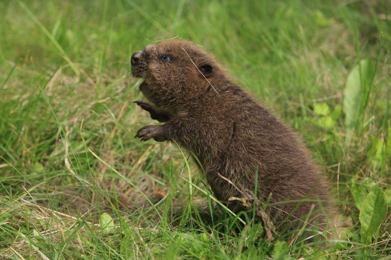 Аплодонтия или горный Бобр