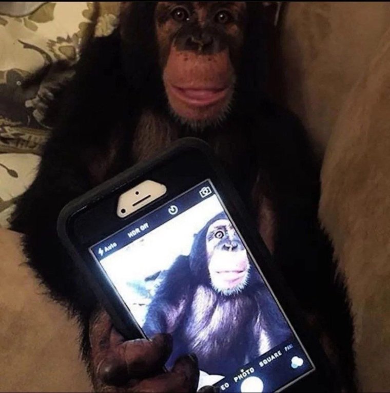 Обезьяна со смартфоном