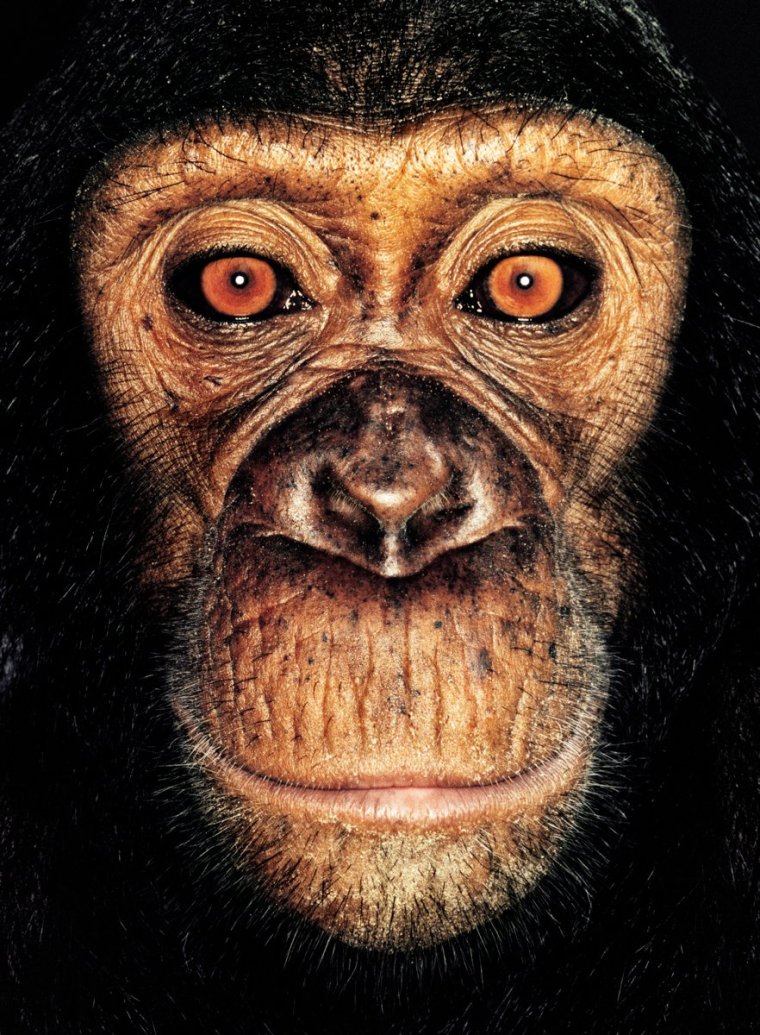 Самая страшная обезьяна