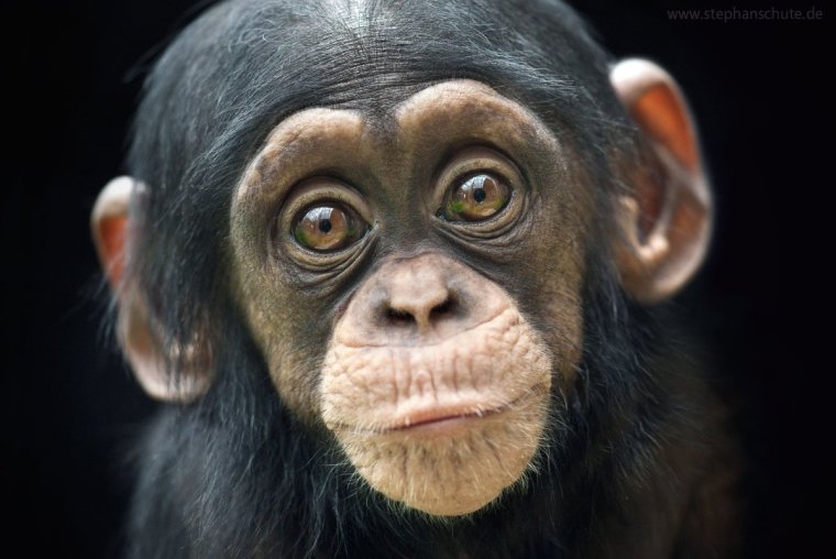 Некрасивая обезьяна