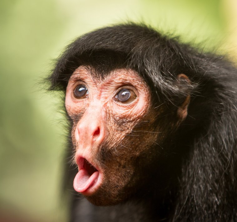 Удивленная мартышка