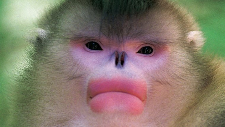 Тонкинский ринопитек