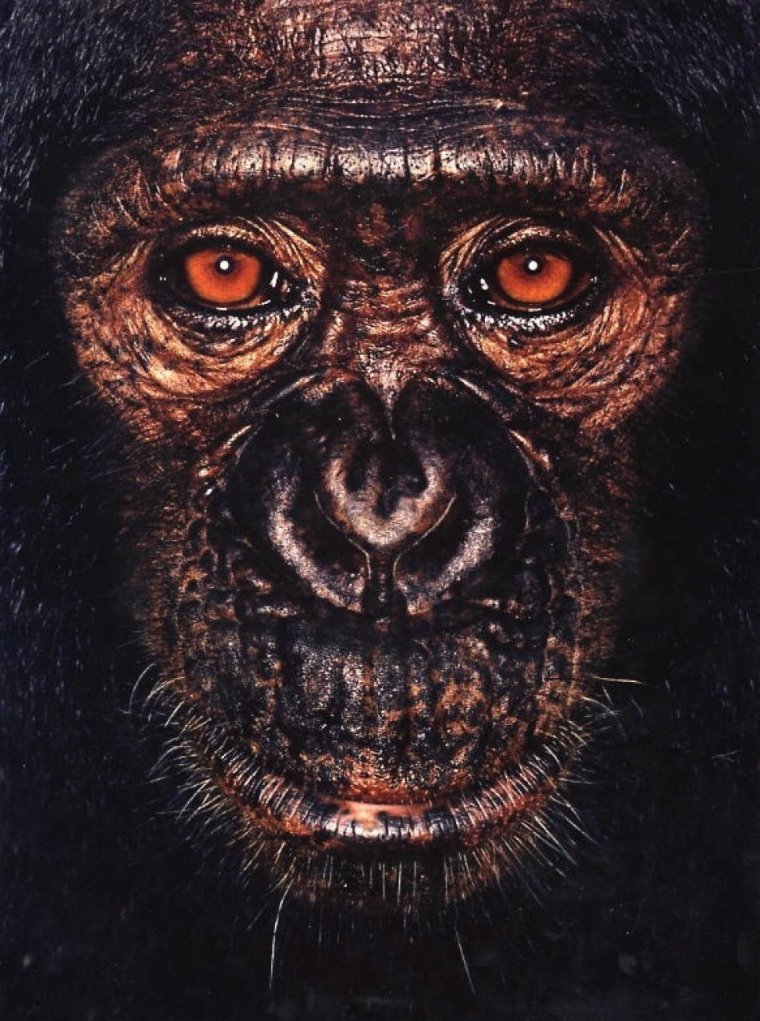 Портрет приматов