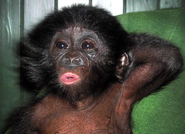 Армянская обезьяна