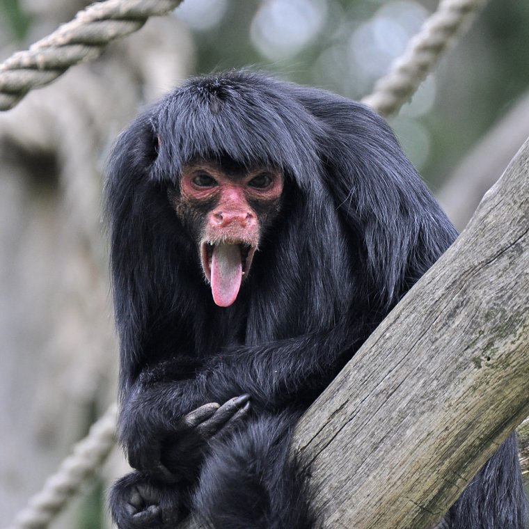 Ateles paniscus paniscus