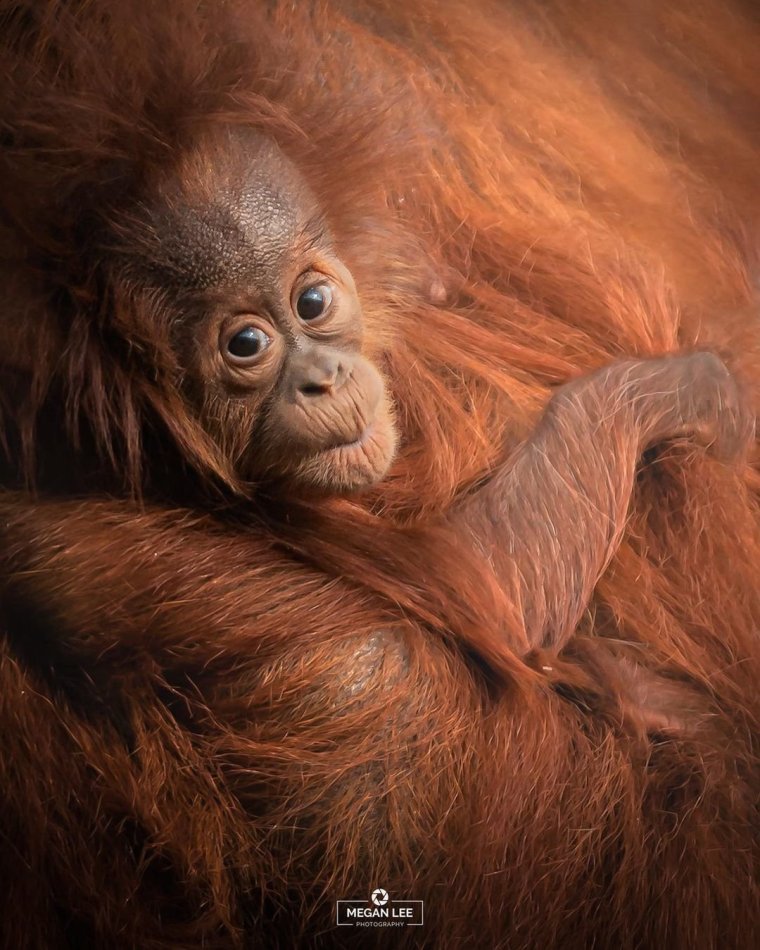 Рыжая страшная обезьяна