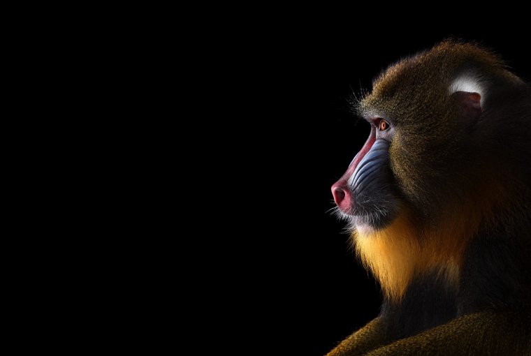 Обезьяна Мандрил черная