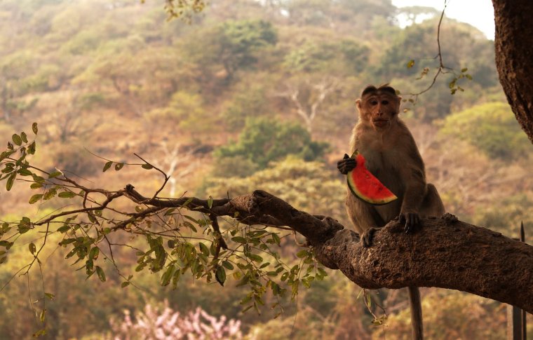 Обезьяны в джунглях