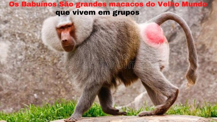 Бабуин в костюме