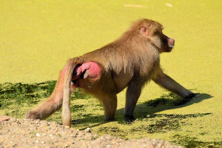 Обезьяна павиан Бабуин