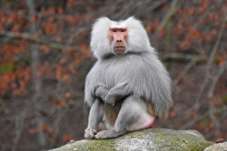 Павиан гамадрил Бабуин