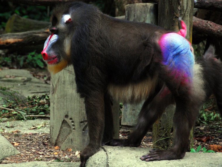 Самец мандрила