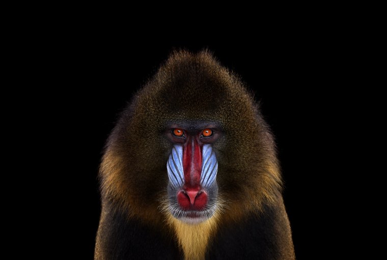 Бабуин Мандрил