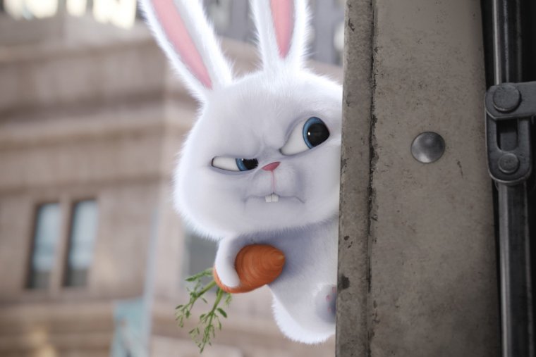 Тайная жизнь домашних животных