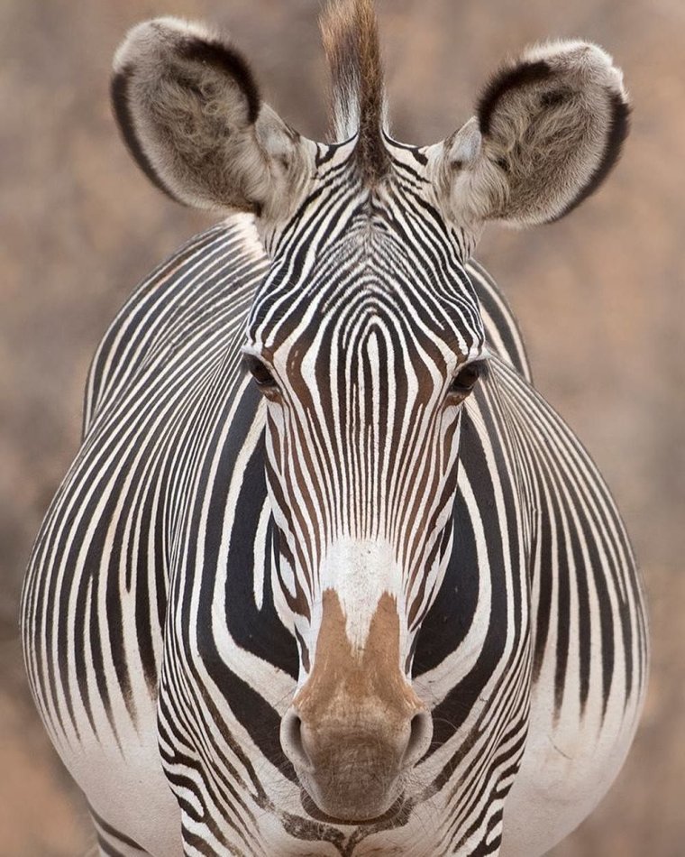 Pregnant Zebra photos ID 2096
