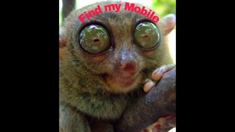 Пучеглазый лемур