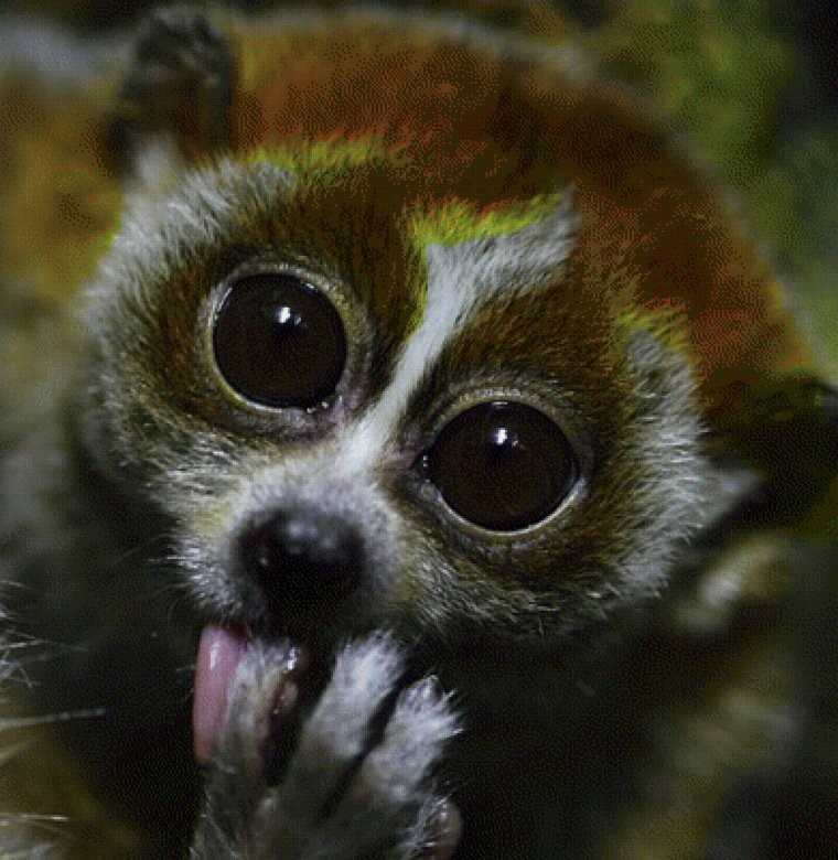 Лемур желтый