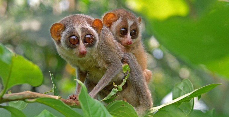 Толстый Лори цейлонский