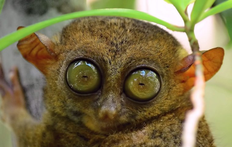 Мадагаскарский долгопят лемур Лори