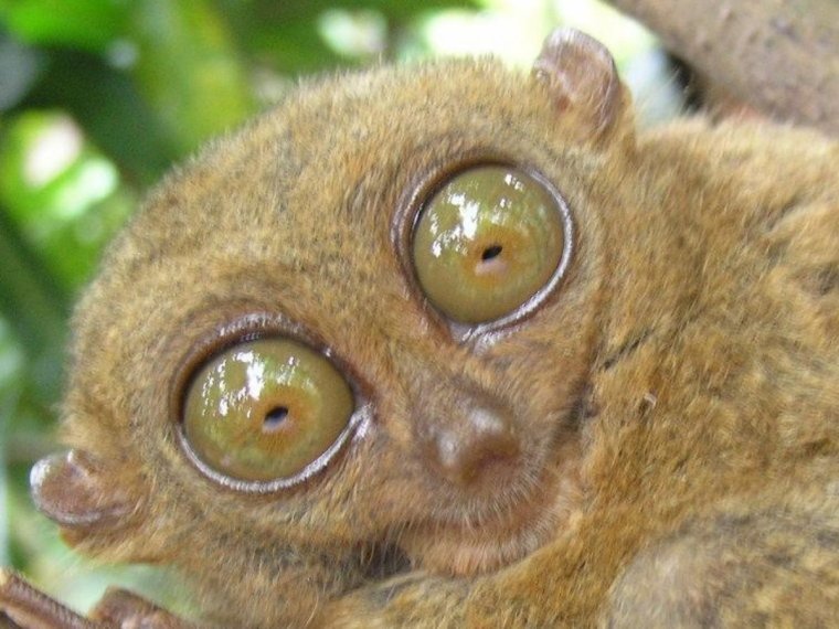 Животные с выпуклыми глазами