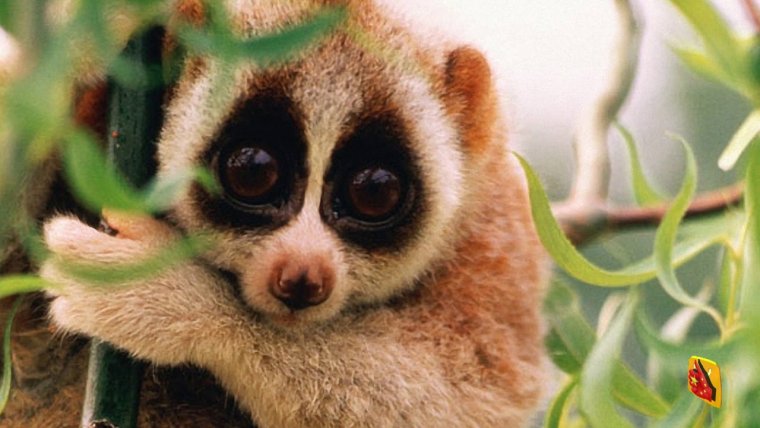 Лемур Лори среда обитания