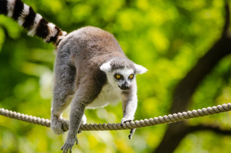 Самый красивый лемур