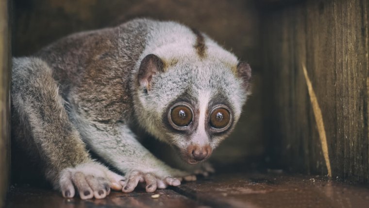 Лемур Лори