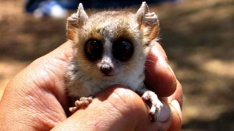 Магадаскарзкий глазо ух