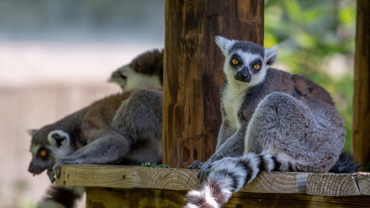 Взгляд лемура