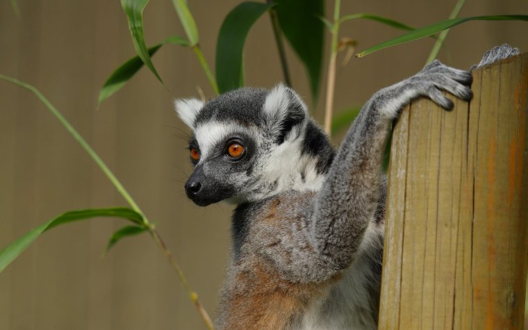 Толстохвостый лемур