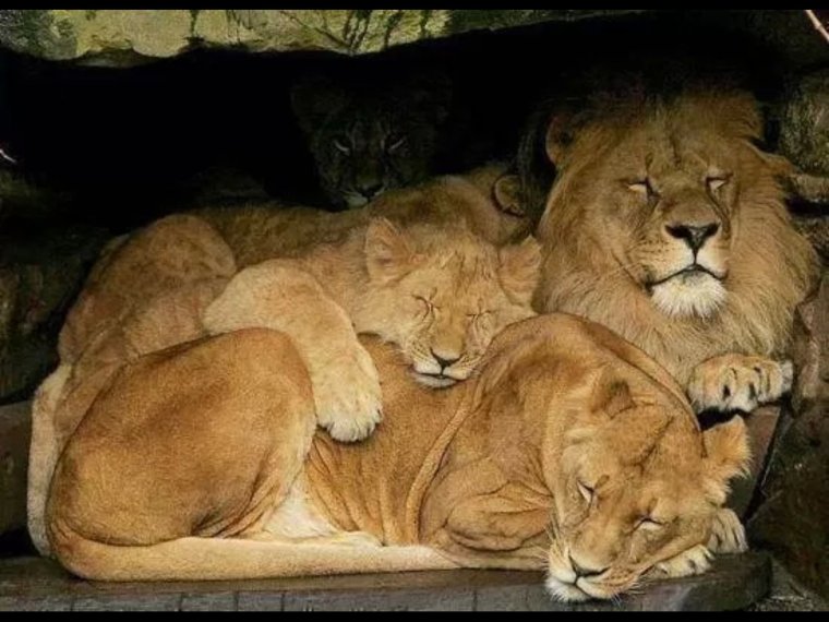 Львица и Львенок спят