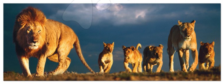 Лев с четырьмя львятами