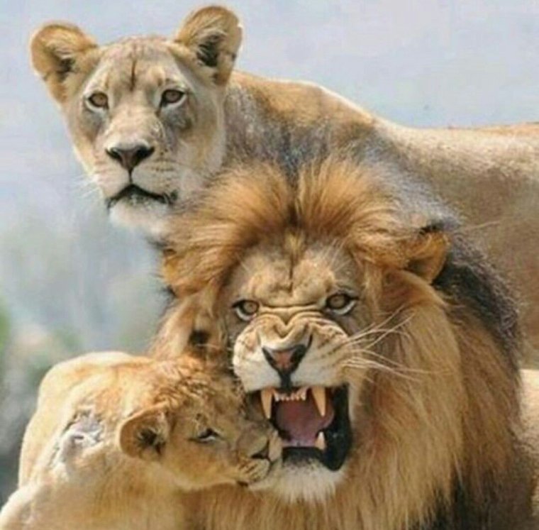 Лев и Львенок