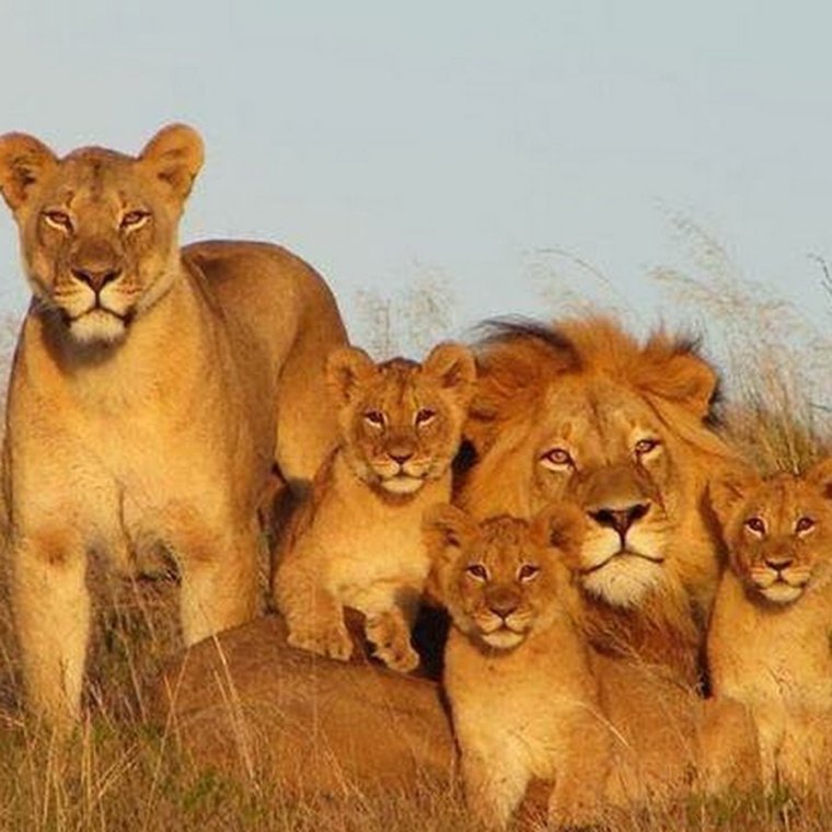 Львица с 3 львятами