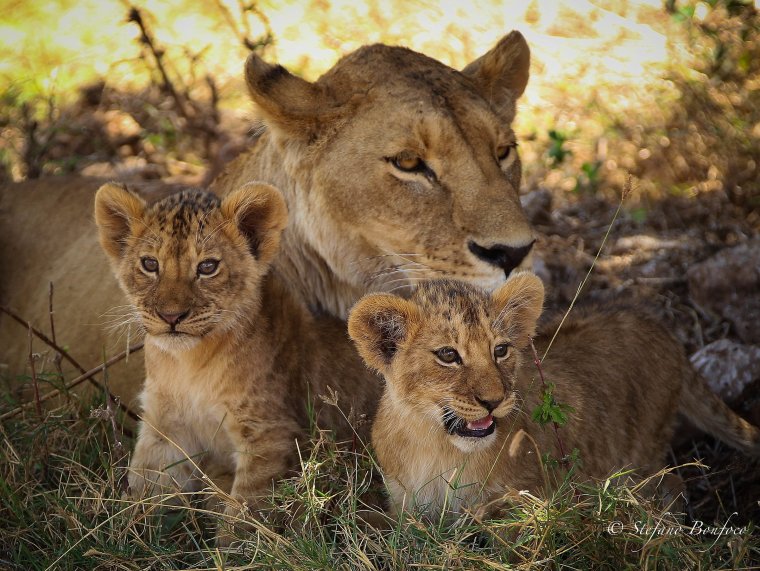 Львица с двумя львятами