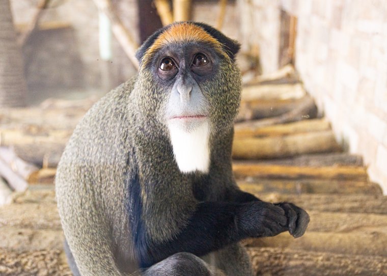 Мартышка Бразза Московского зоопарка