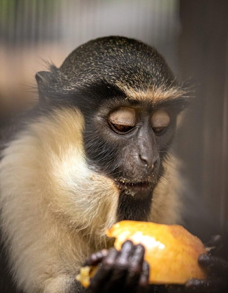 Мартышка Диана